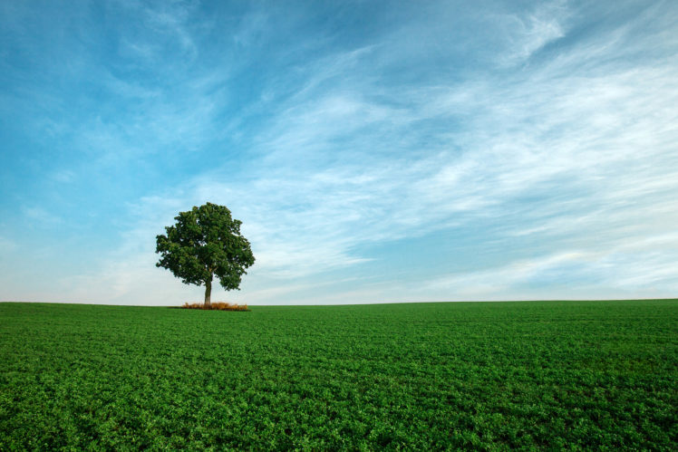 field, Sky, Tree, Landscape HD Wallpaper Desktop Background