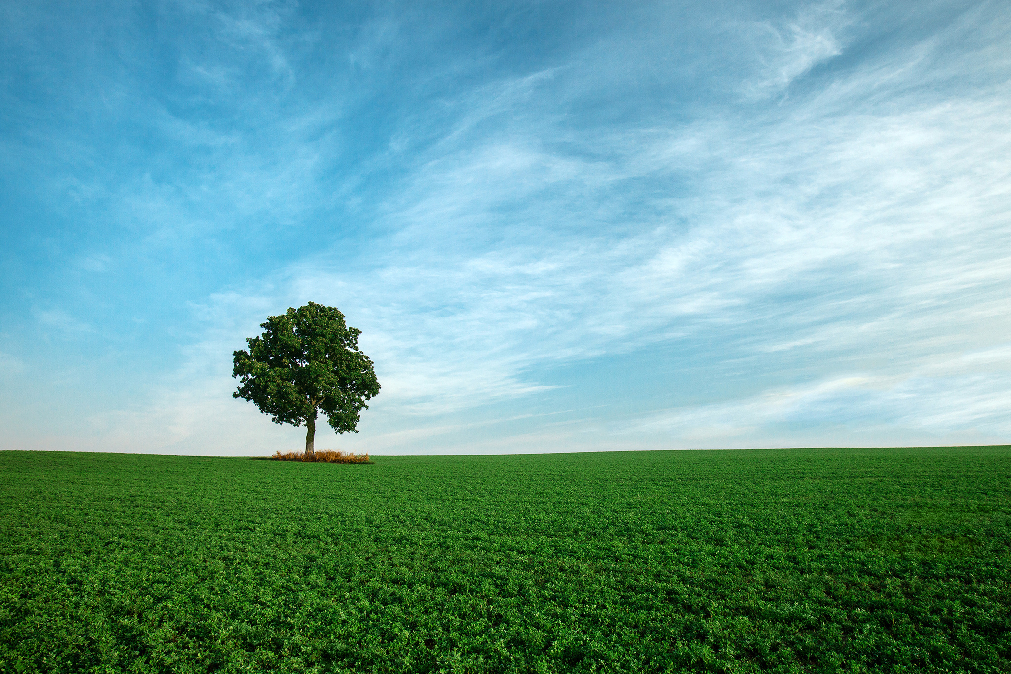 field, Sky, Tree, Landscape Wallpaper