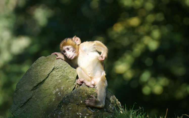 monkey, Baby HD Wallpaper Desktop Background