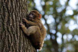 tree, Monkey, Baby