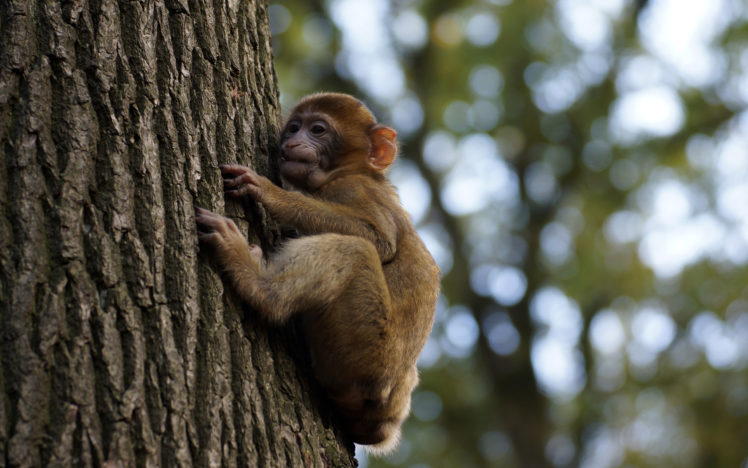 tree, Monkey, Baby HD Wallpaper Desktop Background