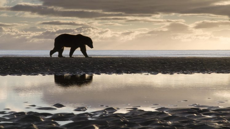 bear, Beach HD Wallpaper Desktop Background