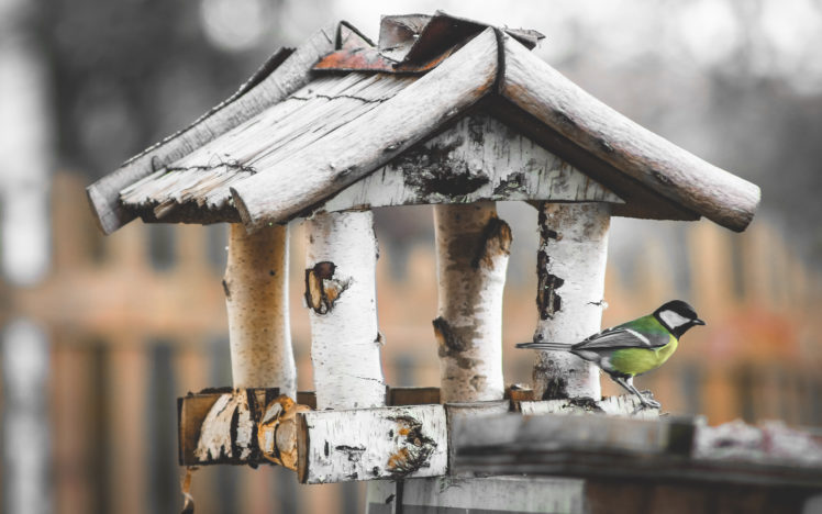 birdhouse, Wood HD Wallpaper Desktop Background