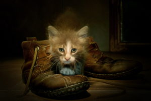 cats, Boots, Kitten