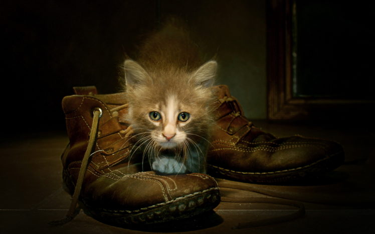 cats, Boots, Kitten HD Wallpaper Desktop Background