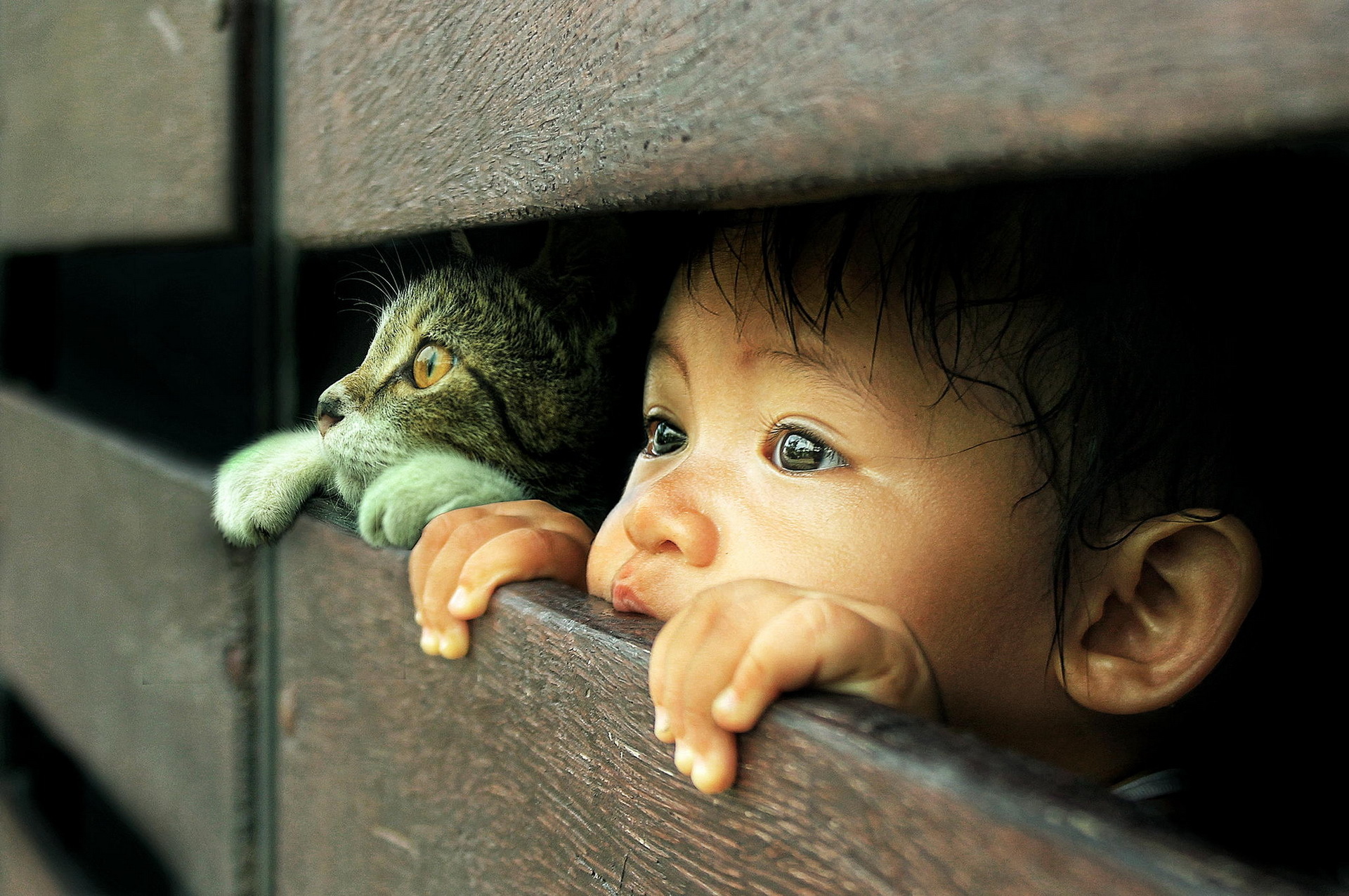 cats, Face, Glance, Fence, Children, Animals Wallpaper