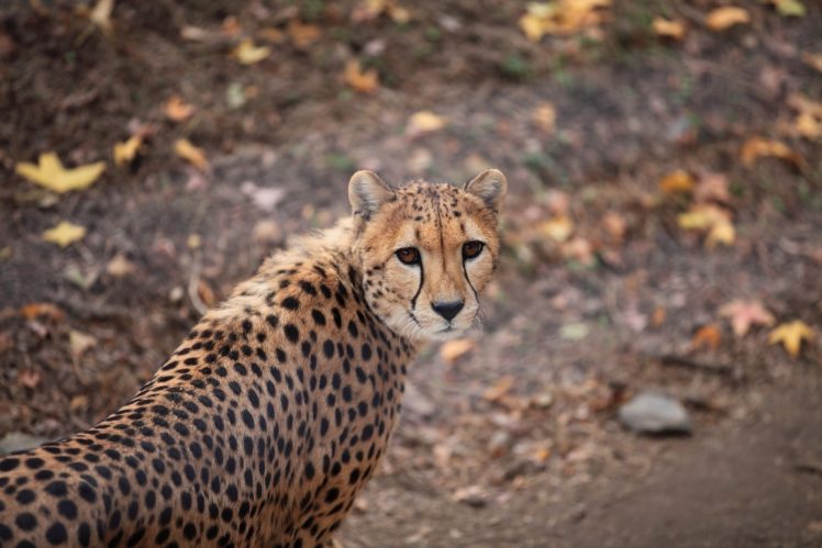 cheetah, Wild, Cat, Muzzle HD Wallpaper Desktop Background