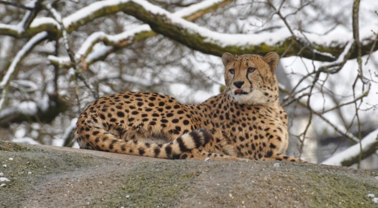 cheetah, Wild, Cat, Stone, Holiday, Winter HD Wallpaper Desktop Background