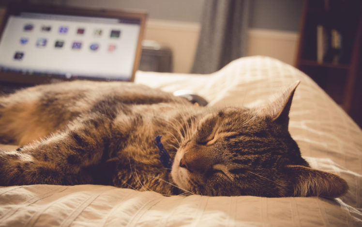 cat, Sleep HD Wallpaper Desktop Background