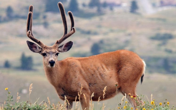 deer, Antlers, Grass HD Wallpaper Desktop Background