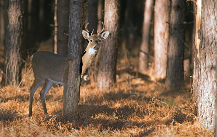 deer, Forest HD Wallpaper Desktop Background