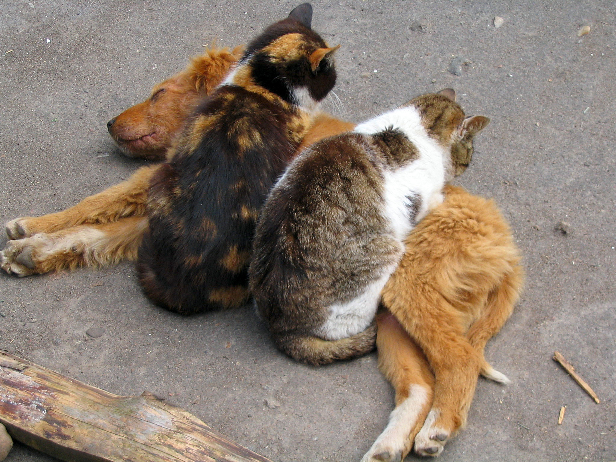 Бродячие кошки и собаки