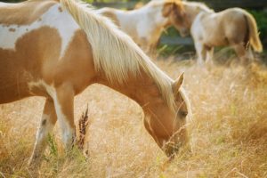 horse, Mane, Pasture, Grass