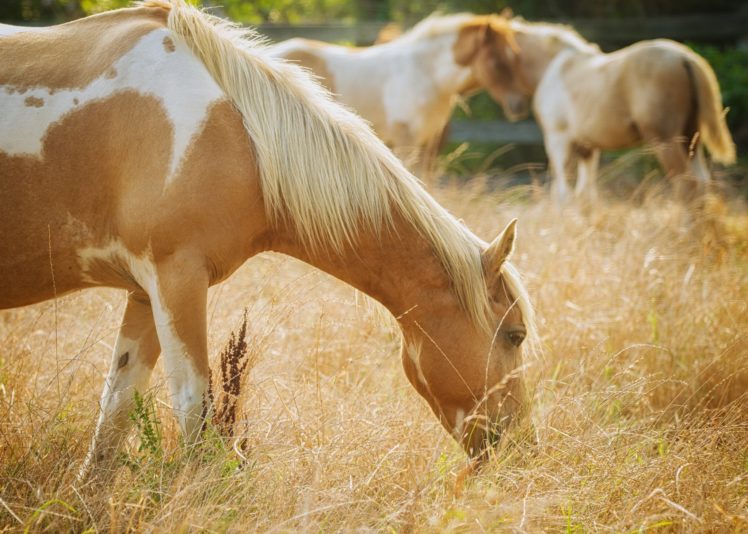 horse, Mane, Pasture, Grass HD Wallpaper Desktop Background