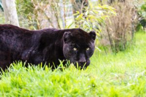 jaguar, Panther, Wild, Cat, Grass