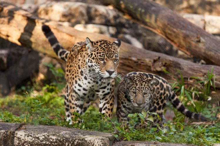 jaguar, Wild, Cats, Couple, Mom, Baby, Family HD Wallpaper Desktop Background