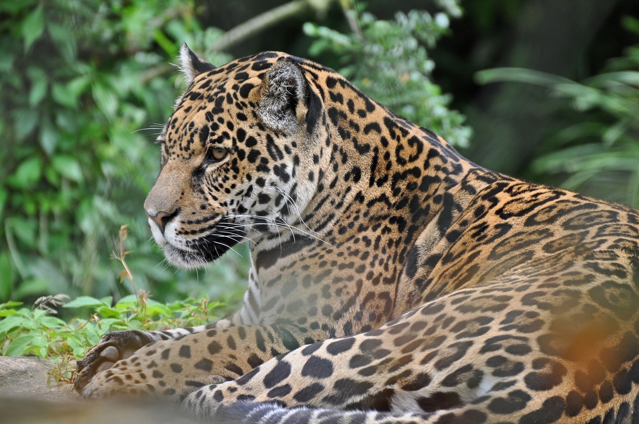 jaguar, Wildcat Wallpaper