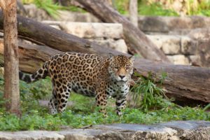 jaguar, Wildcat