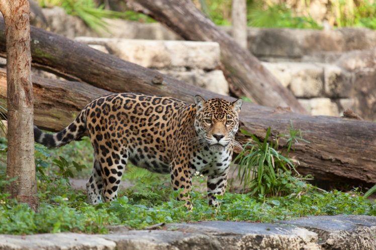 jaguar, Wildcat HD Wallpaper Desktop Background