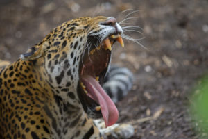 jaguar, Teeth