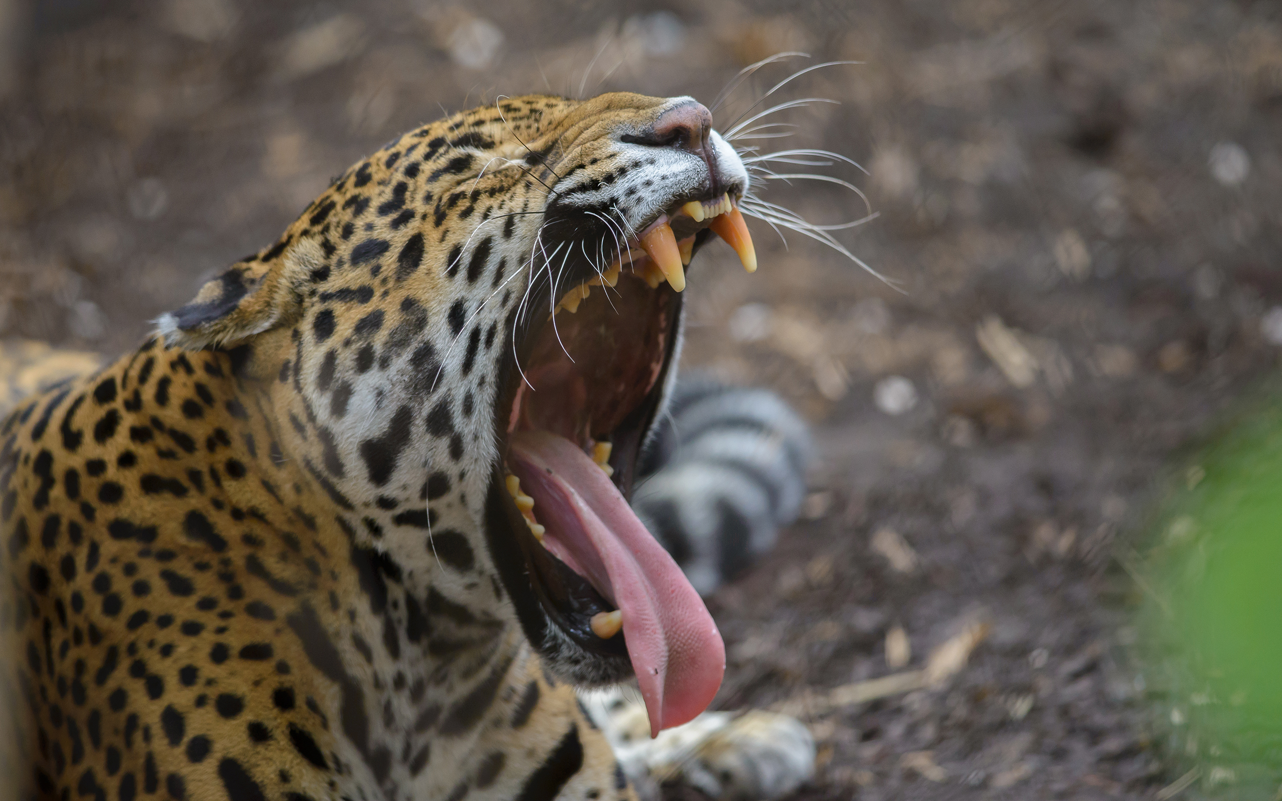 jaguar, Teeth Wallpaper