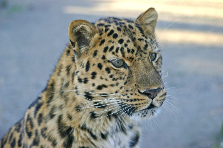 leopard, Wild, Cat, Muzzle HD Wallpaper Desktop Background