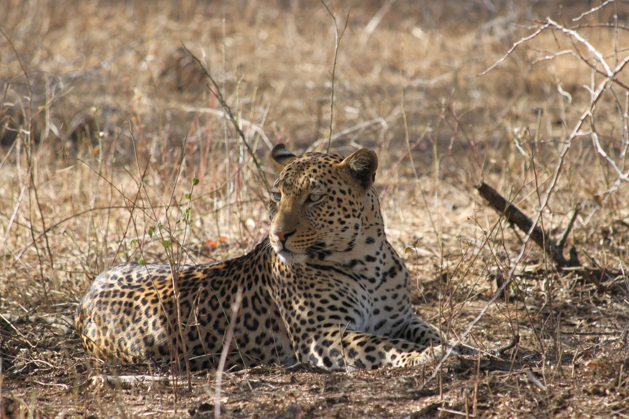 leopard, Wildcat Wallpaper