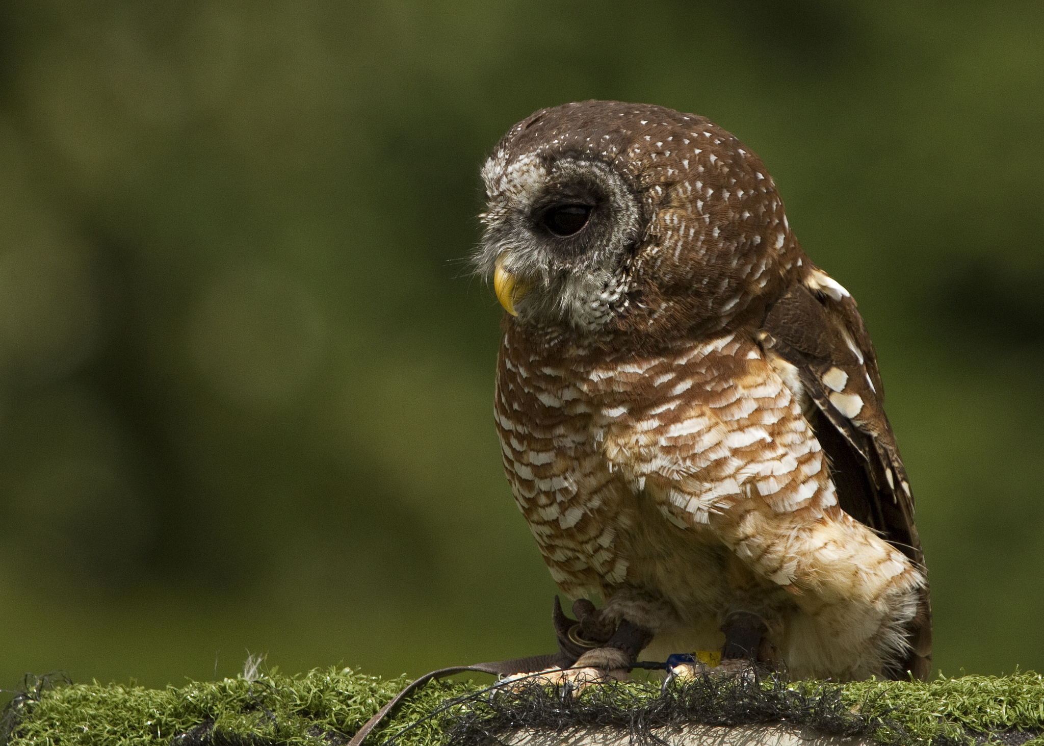 owl Wallpaper