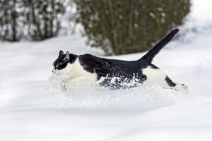 runs, Cat, Snow, Winter