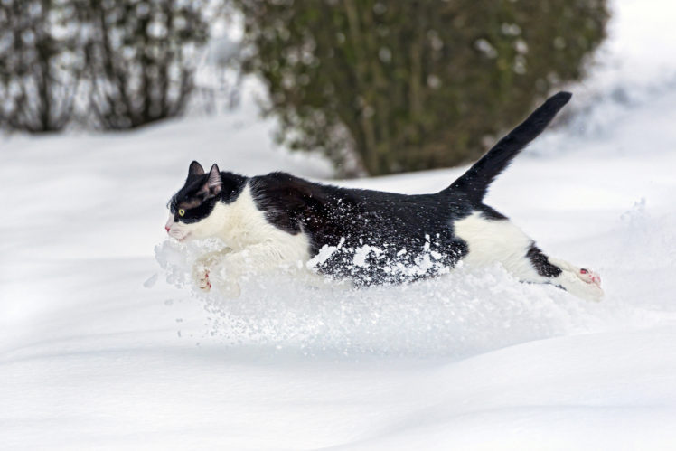runs, Cat, Snow, Winter HD Wallpaper Desktop Background