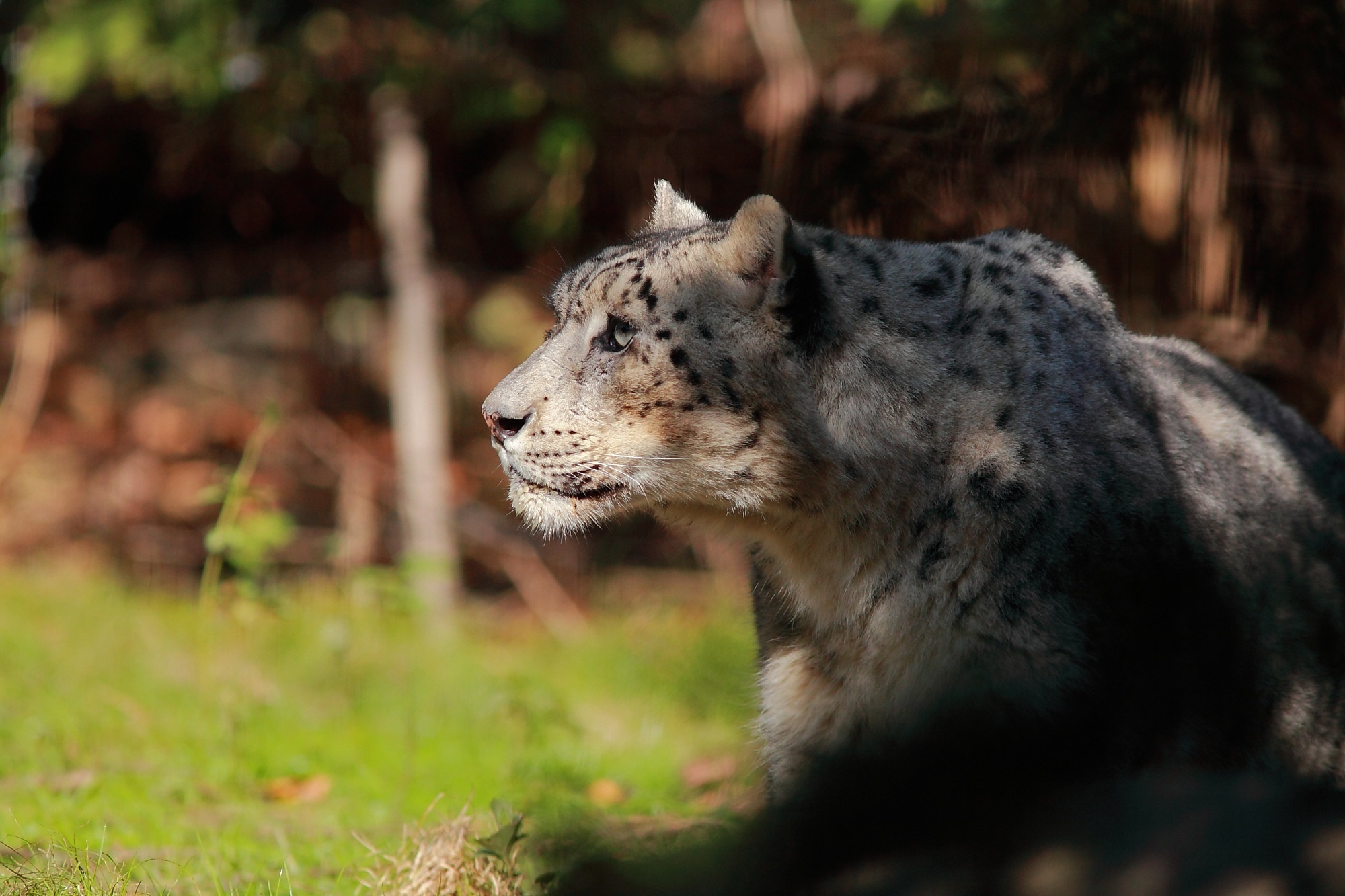 snow, Leopard, Wild, Cat, Face, Profile Wallpaper