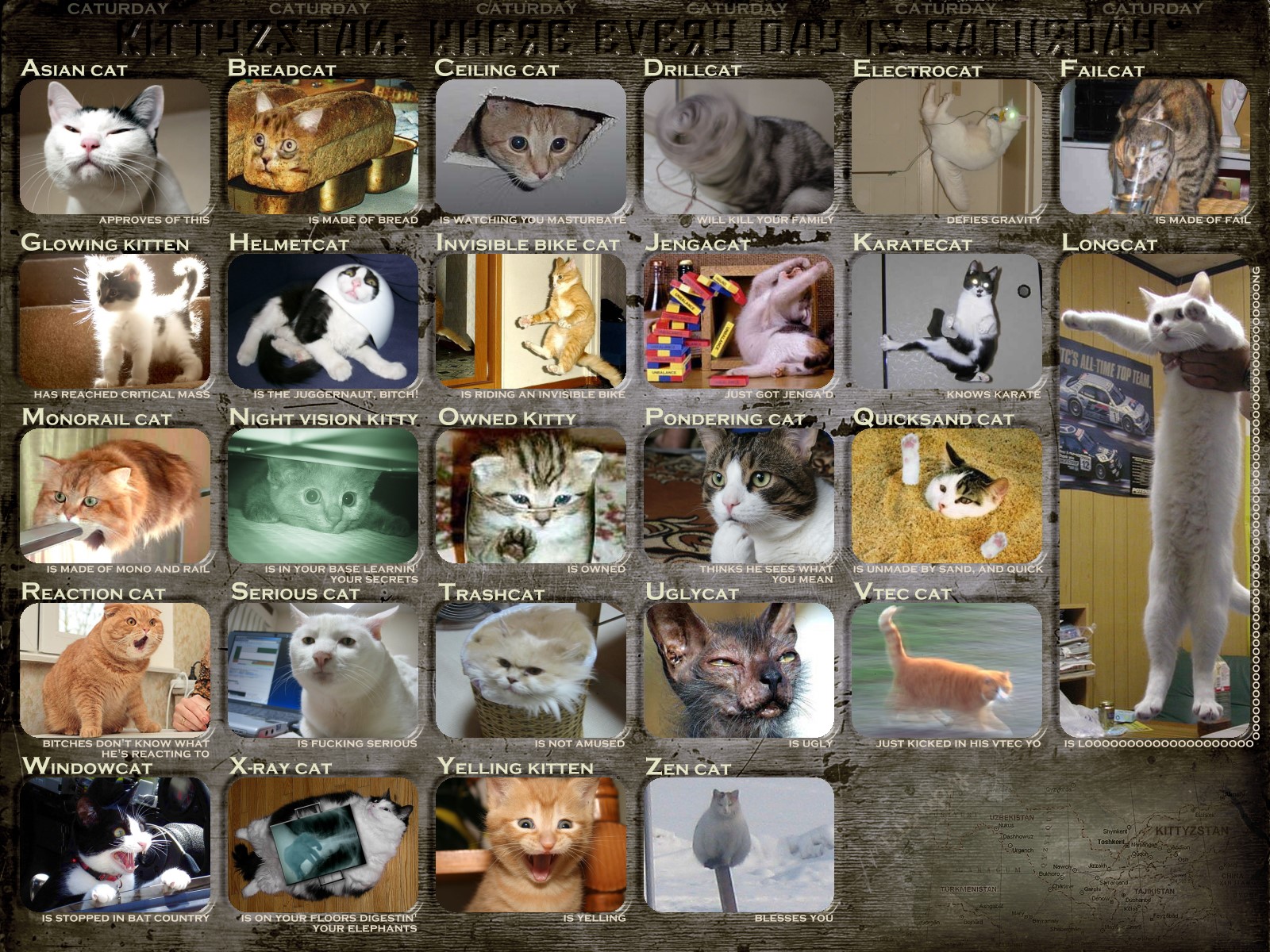cats Wallpaper