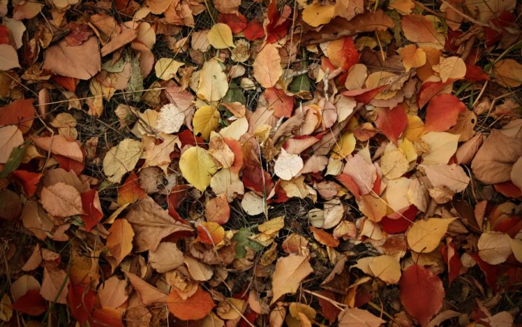 nature, Autumn, Leaves, Fallen, Leaves HD Wallpaper Desktop Background