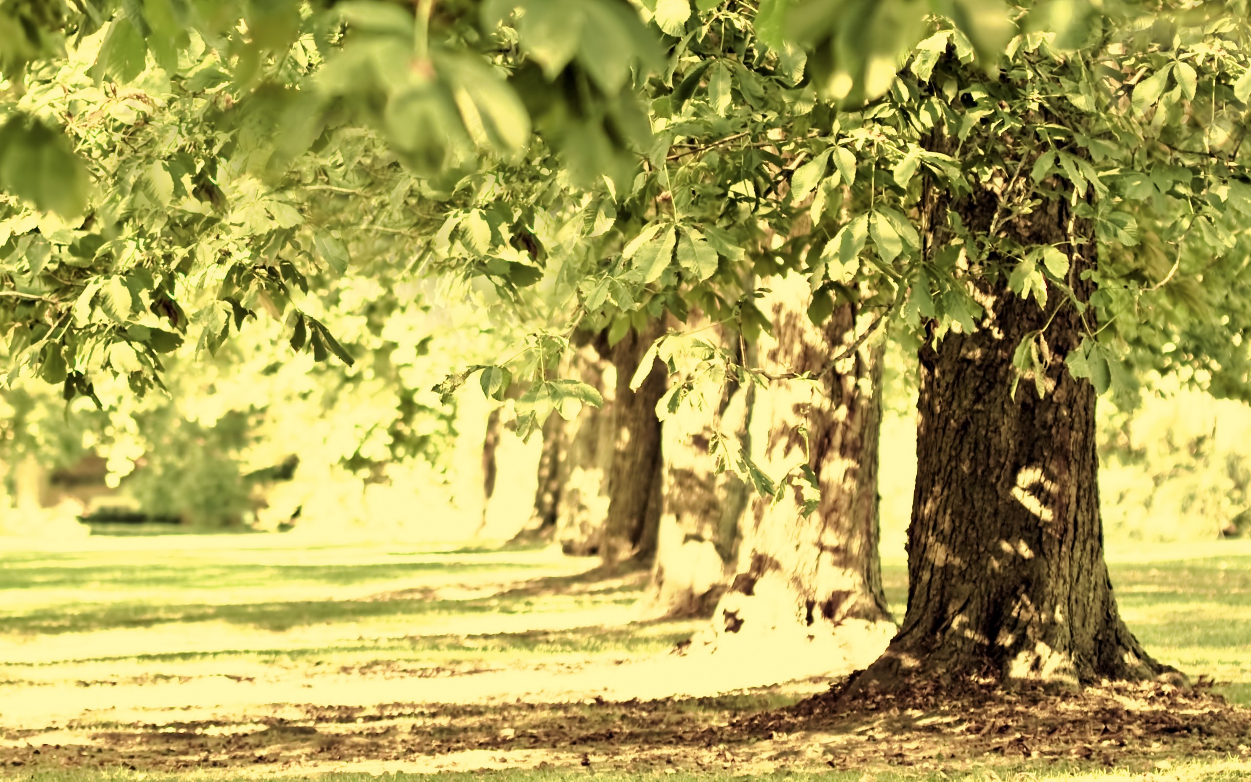nature Wallpaper