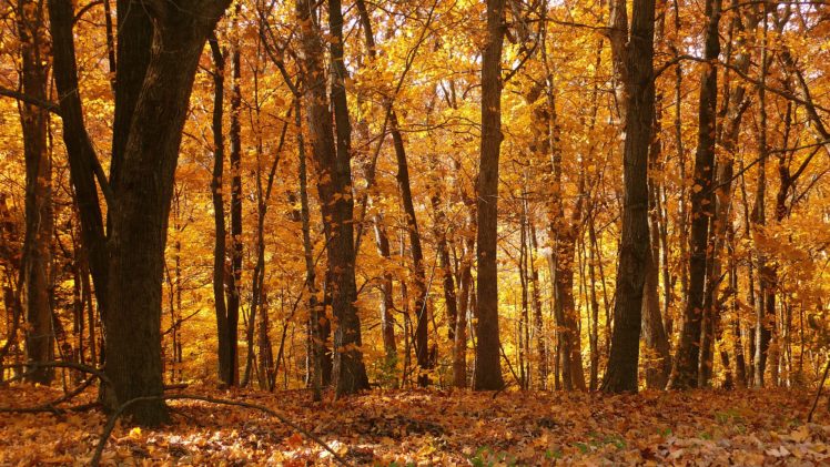 landscapes, Autumn, Forests, Leaves HD Wallpaper Desktop Background