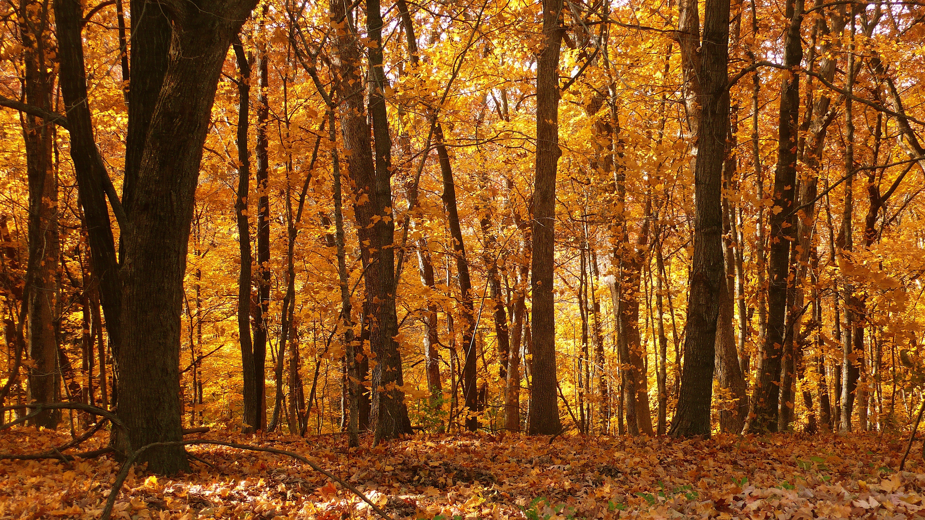 landscapes, Autumn, Forests, Leaves Wallpaper
