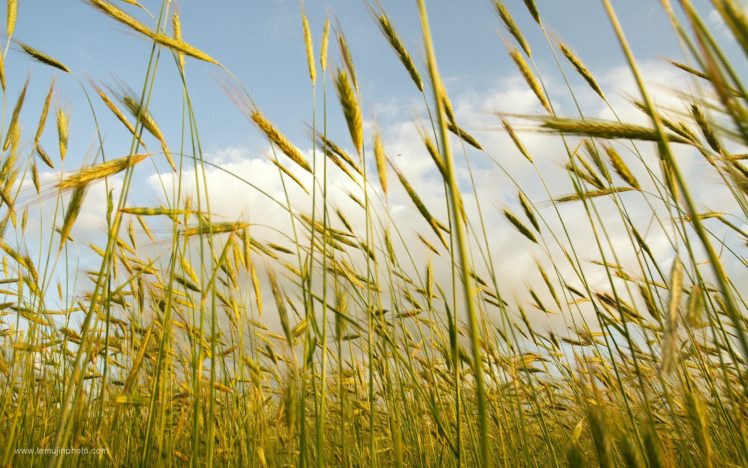 blue, Nature, Fields, Wheat, Golden, Countryside HD Wallpaper Desktop Background