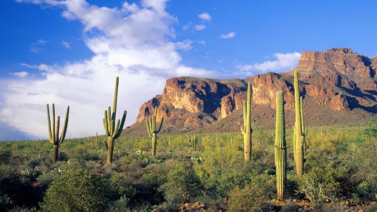 mountains, Clouds, Landscapes, Forests, Arizona, National, Cactus, Tonto HD Wallpaper Desktop Background