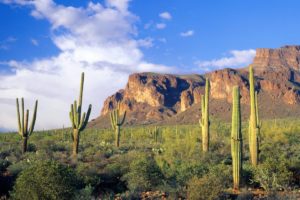 mountains, Clouds, Landscapes, Forests, Arizona, National, Cactus, Tonto