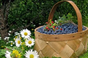 fruits, Food, Baskets, Ferns, Blueberries, White, Flowers, Daisies, Food, Art