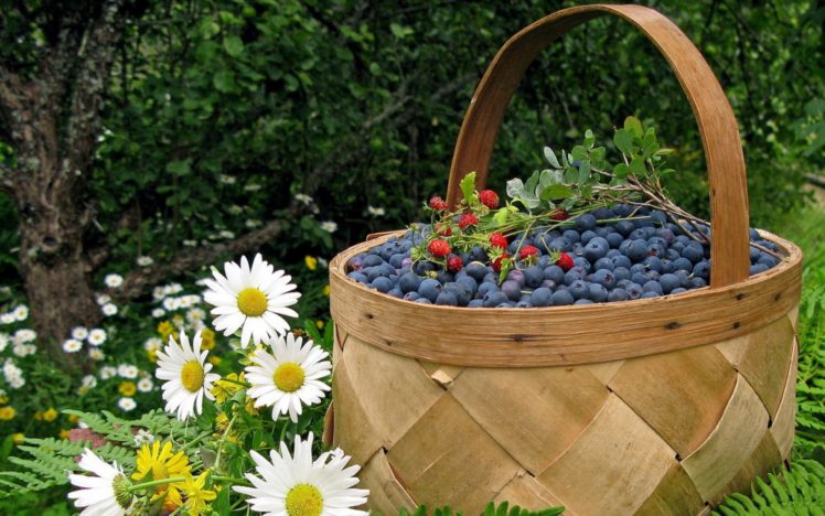 fruits, Food, Baskets, Ferns, Blueberries, White, Flowers, Daisies, Food, Art HD Wallpaper Desktop Background