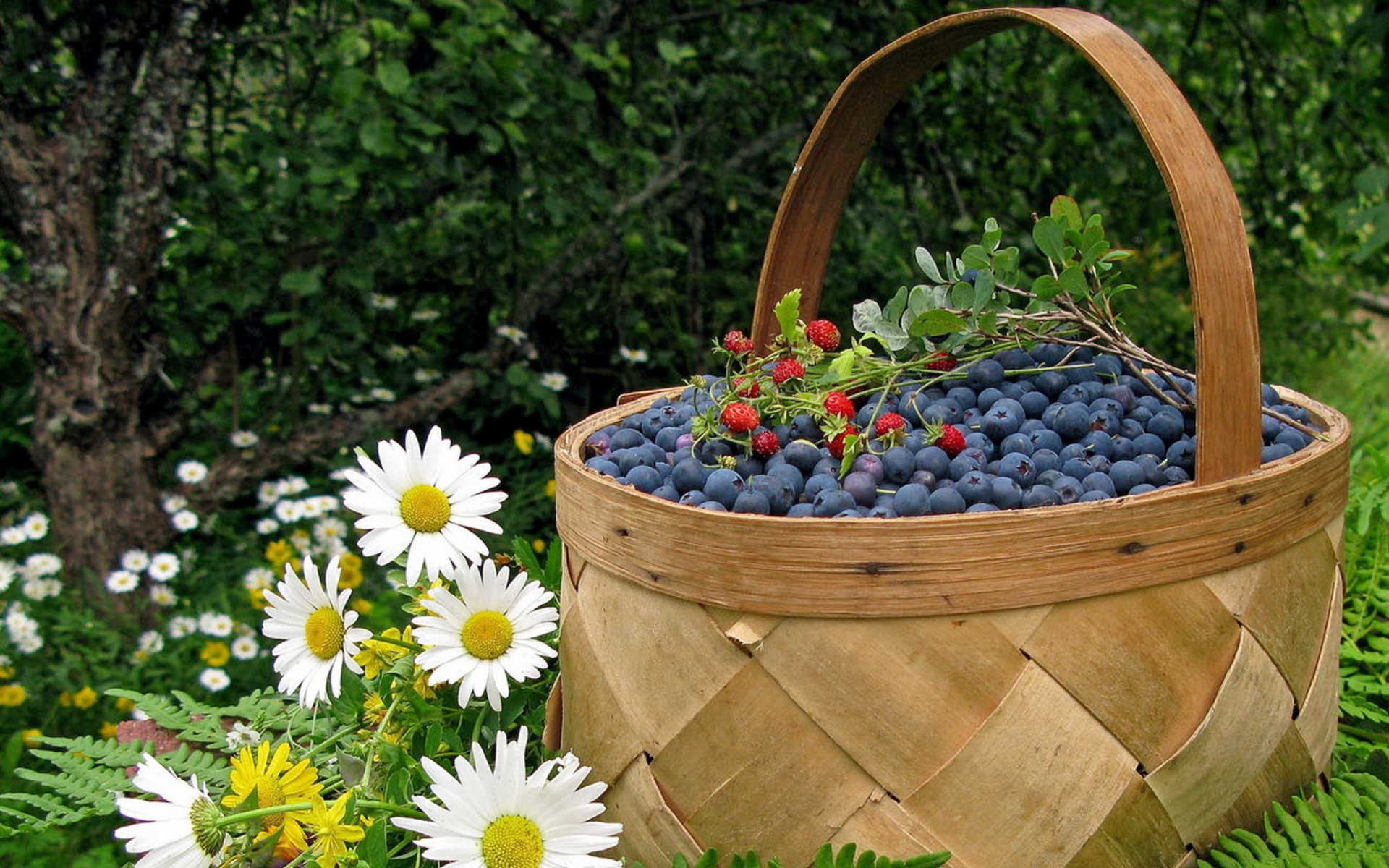 fruits, Food, Baskets, Ferns, Blueberries, White, Flowers, Daisies, Food, Art Wallpaper