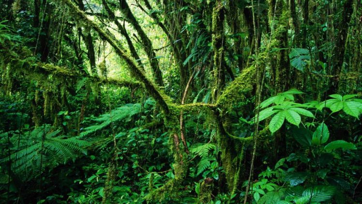 costa, Rica, Rainforest HD Wallpaper Desktop Background