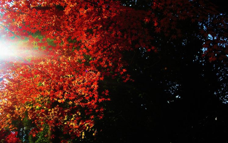 landscapes, Nature, Trees, Autumn, Forests, Sunlight HD Wallpaper Desktop Background