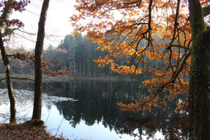lake, Trees, Autumn, Reflection, Forest