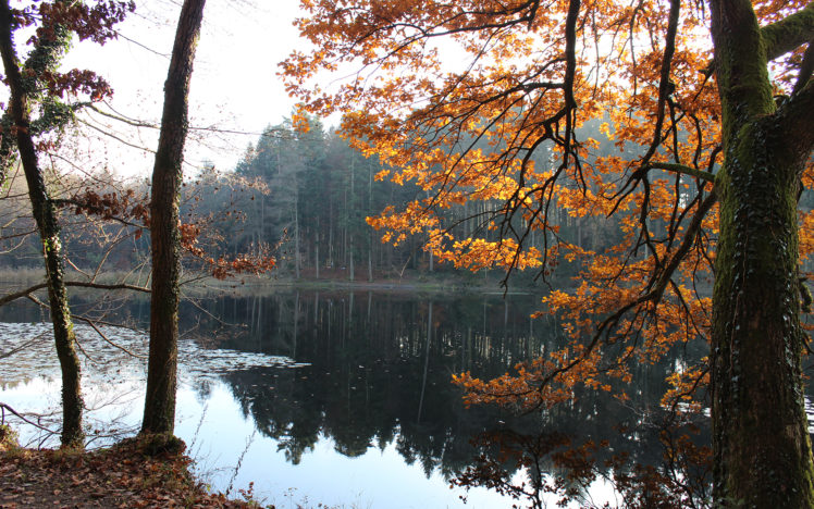 lake, Trees, Autumn, Reflection, Forest HD Wallpaper Desktop Background