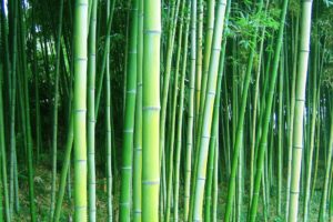bamboo, Forest, Trees