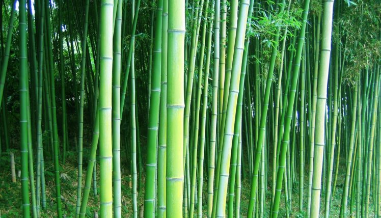 bamboo, Forest, Trees HD Wallpaper Desktop Background
