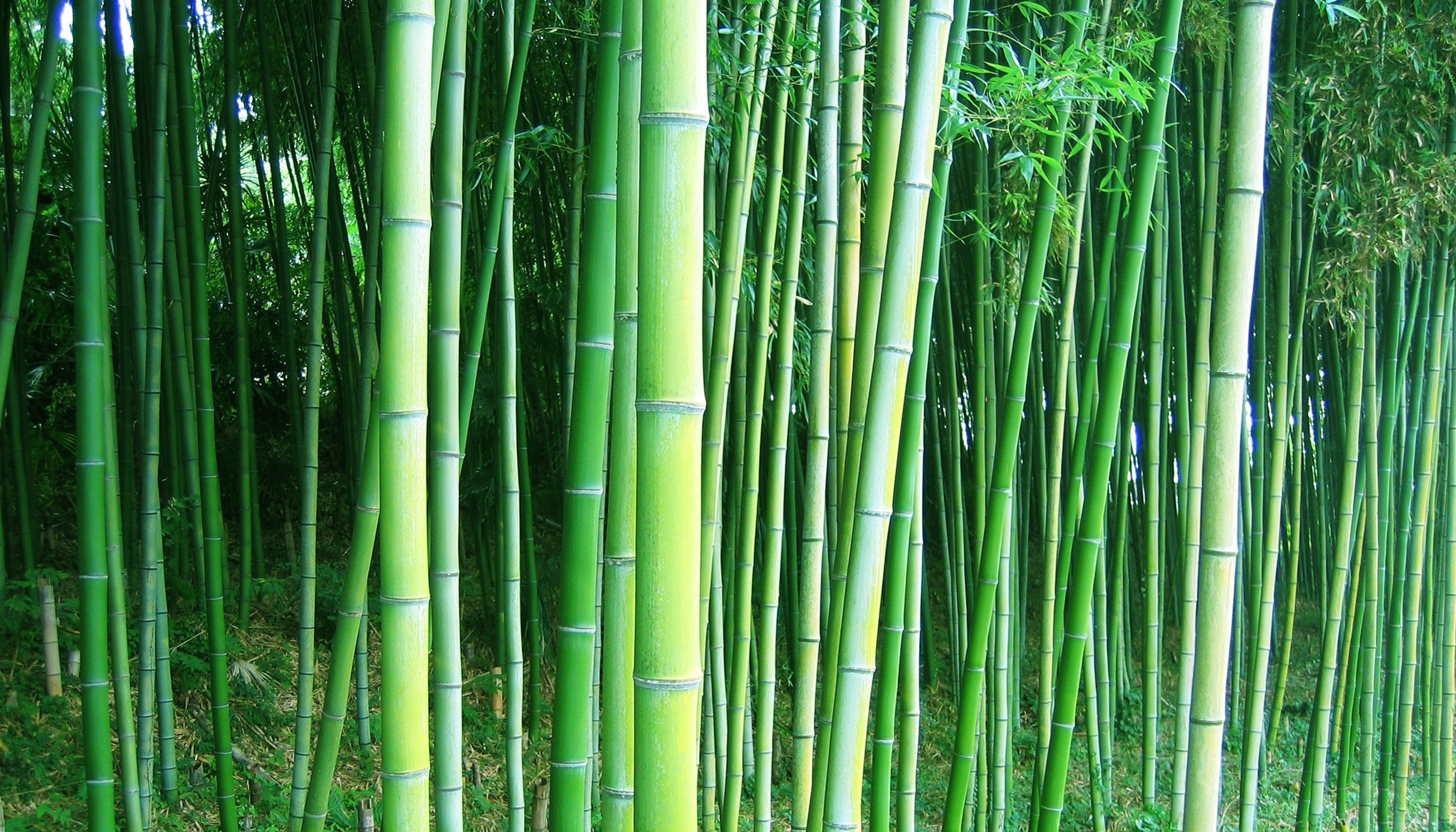 bamboo, Forest, Trees Wallpaper