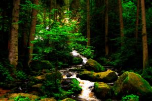 nature, Trees, Forest, Brook, Moss